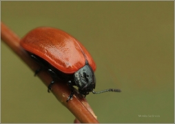 <p>MANDELINKA TOPOLOVÁ (Chrysomela populi) ----- /Chrysomela populi - Pappelblattkäfer/</p>